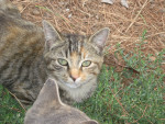 Chat Peluche - Femelle (7 mois)