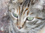 Chat Petit Ya Junior - Femelle (7 mois)