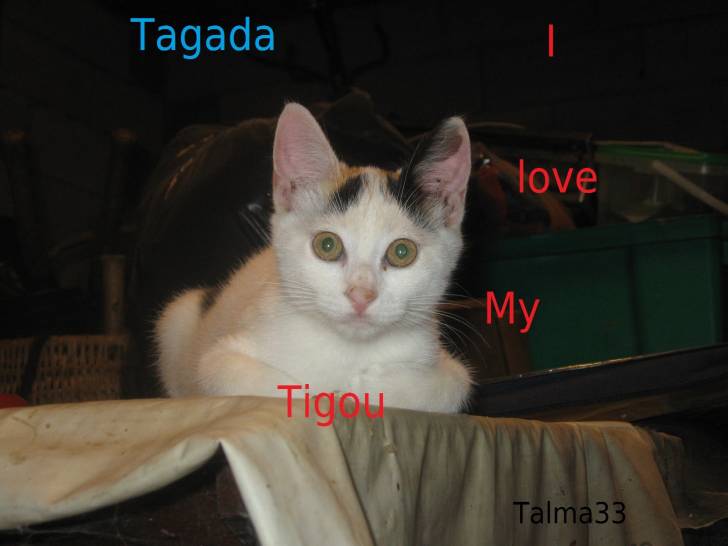 Chat Tagada - (3 mois)
