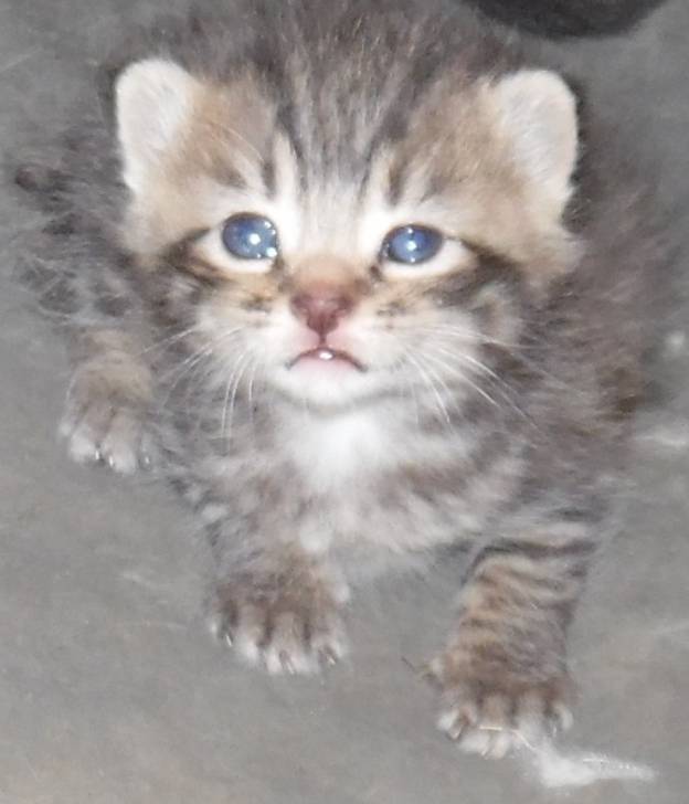 Chat Lixie - (2 mois)
