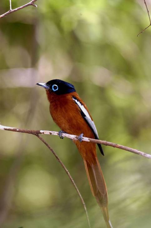 Comme Un Oiseau Sur Une Branche Photo Oiseau : Comme un oiseau sur la branche