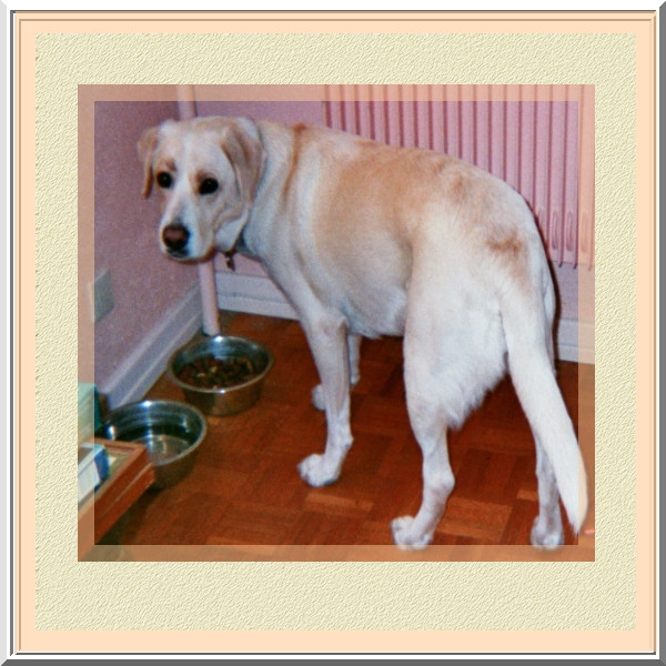 Chien Canelle - (3 ans)