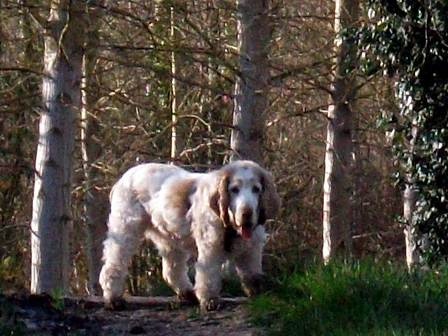 Chien Roxane - (13 ans)