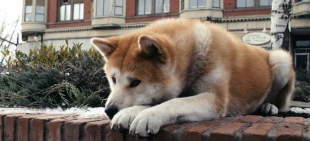 http://upload.dogzer.com/img_global/4-chien/_light-99703-hachiko.jpg