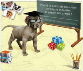 https://upload.dogzer.com/img_global/6-jeu-chien/_xlight-127-grand-concours-photographie-ton-chien-comme-un-ecolier.jpg