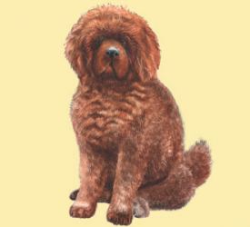 Découvrez Et Adoptez Le Mastiff Rouge Du Tibet Le Chien Le