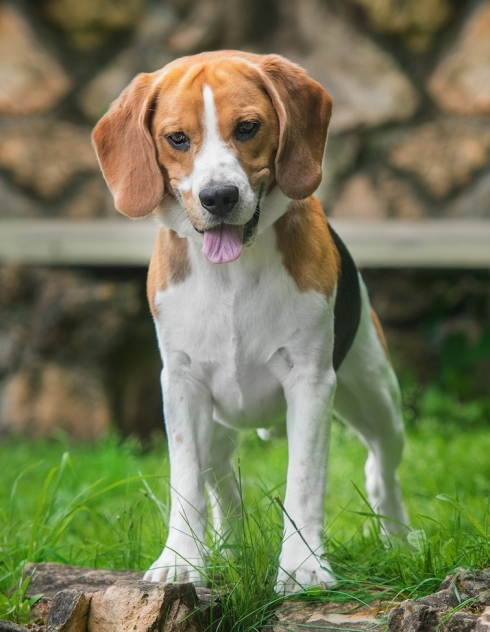 Beagle♥♥