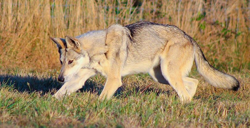 Chien Loup Tchèque Chien Loup Tchèque Et Saarloos